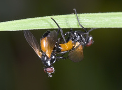 Huttonobesseria verecunda