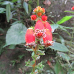 Kohleria stuebeliana