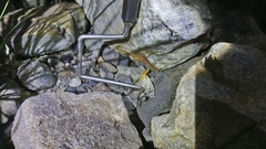 Protohermes costalis