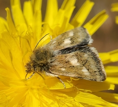 Heliothodes