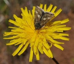 Heliothodes