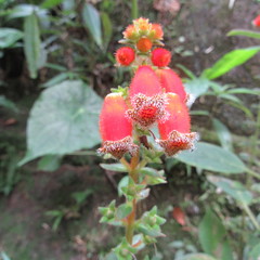Kohleria stuebeliana