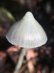 Entoloma canoconicum