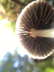 Entoloma canoconicum