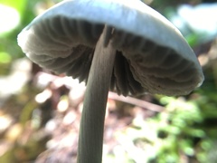 Entoloma canoconicum