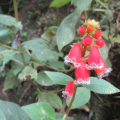 Kohleria stuebeliana