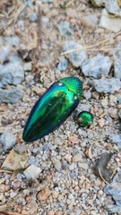 Sternocera aequisignata