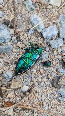 Sternocera aequisignata