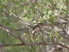Phylloscopus sindianus