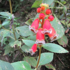 Kohleria stuebeliana