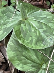 Trillium sessile