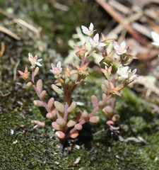 Sedum pusillum