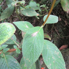 Kohleria stuebeliana