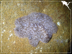 Pericelis