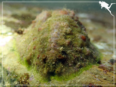Dolabrifera dolabrifera
