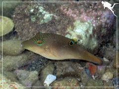 Canthigaster compressa