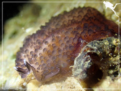 Acanthozoon
