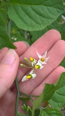 Solanum pseudogracile