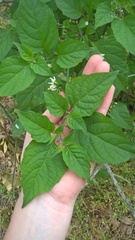 Solanum pseudogracile