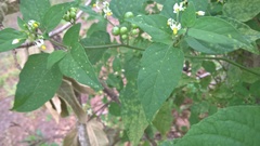 Solanum pseudogracile