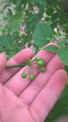 Solanum pseudogracile