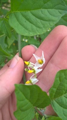 Solanum pseudogracile