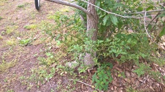 Solanum pseudogracile