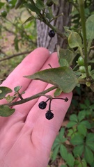 Solanum pseudogracile