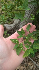 Solanum pseudogracile