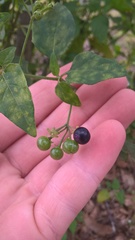 Solanum pseudogracile