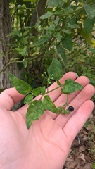 Solanum pseudogracile