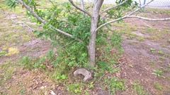 Solanum pseudogracile