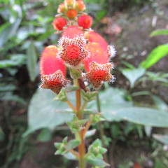 Kohleria stuebeliana