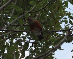 Turdus rufopalliatus