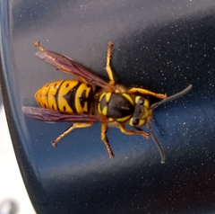 Vespula maculifrons