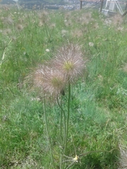 Pulsatilla montana