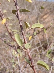 Solanum toliaraea image