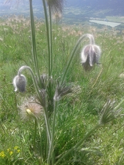 Pulsatilla montana