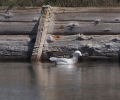 Chroicocephalus genei