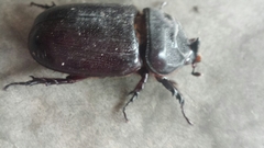 Oryctes rhinoceros