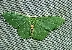 Chloropteryx nordicaria