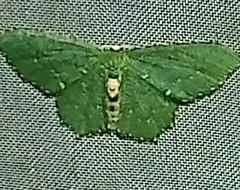 Chloropteryx nordicaria