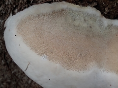 Spongiporus leucospongia
