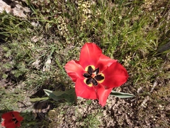 Tulipa greigii