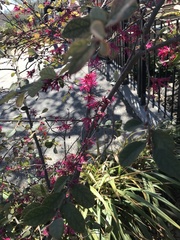 Loropetalum
