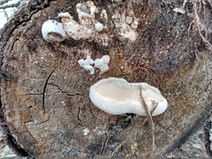 Spongiporus leucospongia