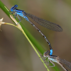 Argia alberta