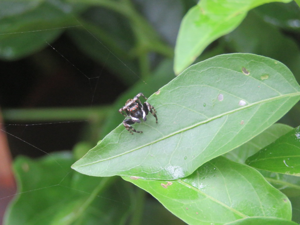 White Garland House Hopper in April 2022 by Josh Magro · iNaturalist