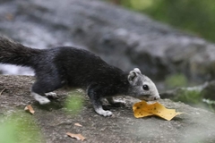 Callosciurus finlaysonii