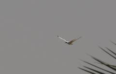 Threskiornis aethiopicus